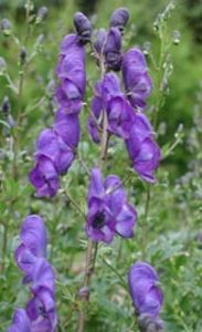 aconitum_x_cam_franz_marc11_171x280