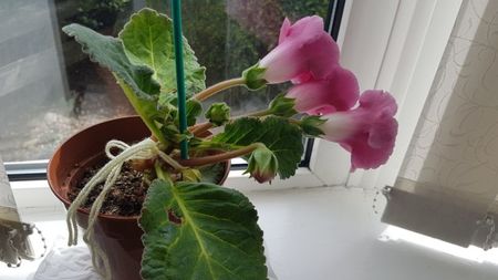 Gloxinia blanche de meru