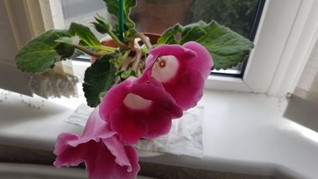 Gloxinia blanche de meru