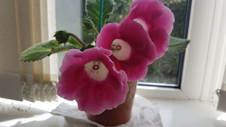 Gloxinia blanche de meru