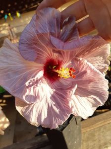 Abutilon variegat