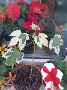 Abutilon variegat