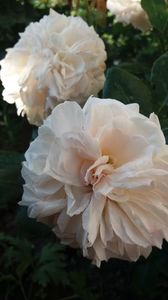 Garden of roses