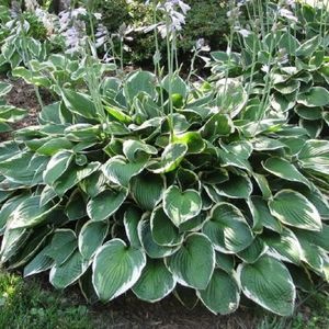 Hosta Francee