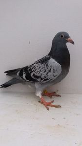 vandut