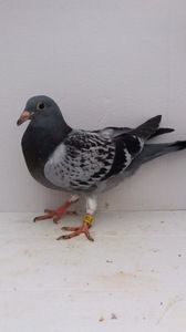 vandut