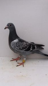 vandut
