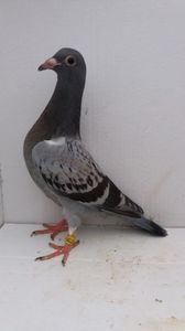 vandut