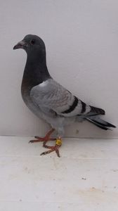 vandut
