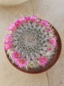 Mammillaria hahniana