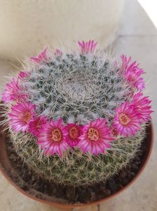 Mammillaria hahniana