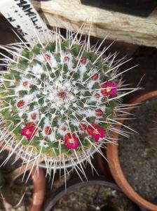 20190604_145735[1]; mammillaria     ( no mai am
