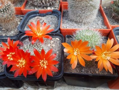 20190526_110605[2]; rebutia
