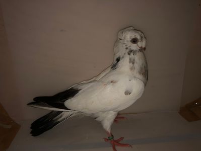 6888  mascul  2019_3