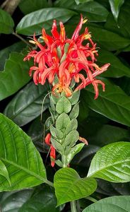 jpg_Spettacolare_infioresnza_a_spiga_di_Pachystachis_coccinea_c_Giuseppe_Mazza
