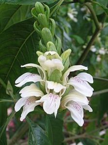220px-Justicia_adhatoda_1