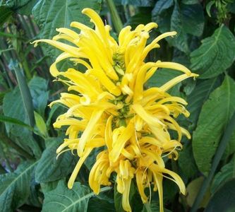 Justicia aurea