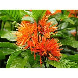 Justicia orange-980x980
