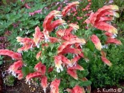 images (16)