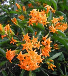 Cestrum_aurantiacum_Mango_Cestrum_6883