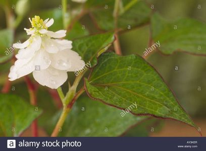 houttuynia-cordata-flore-pleno-close-up-of-small-yellow-green-flowers-AY3KER