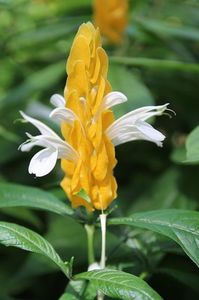 tropical-flower-2345500_960_720