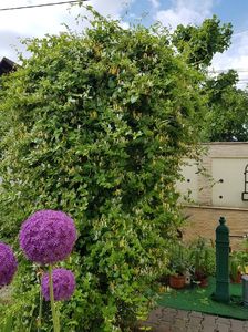 Este luxuriant, nu am apucat sa-l tund anul asta