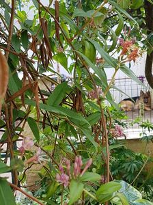 Lonicera roz-mov, fara parfum dar atragator pt albine