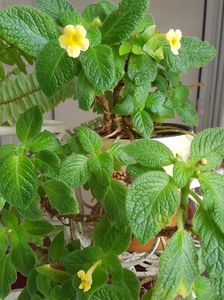 Episcia Tropical Topaz