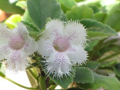 ALSOBIA CYGNET SAU LEBADA TANARA; Alsobia &quot;Cygnet&quot;, un hibrid de A. dianthiflora și A. punctata , este o plantă ușor de cultivat, care produce flori mari, înflorite, cu picături mici purpurii. Acesta poate fi un specimen foa
