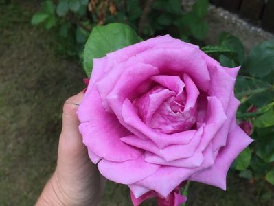 61622DDF-100B-4994-BD2D-88BFD1D597C5