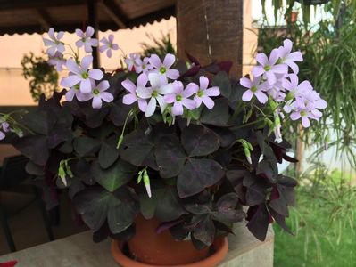 C8EC4936-DCDE-40C0-A046-4BFA45DAA675