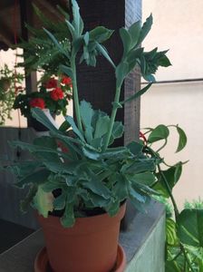 CEAA863F-E27B-40FA-8ECF-C8575248AD7E