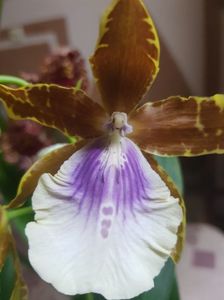 Miltonia Goodale Moir " Golden Wonder "