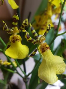 Oncidium splendidum