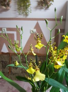 Oncidium splendidum