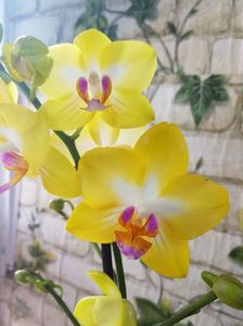 Orhidee Phalaenopsis Sweet Girl