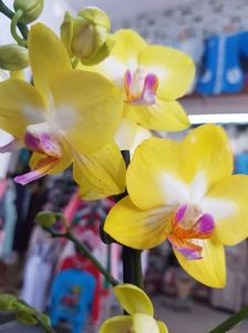 Orhidee Phalaenopsis Sweet Girl