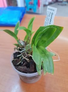 Orhidee Gomesa Macropetala