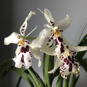 Bllra. Snowblind 'Sweet Spots'