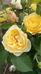 IMG-20190608-WA0000