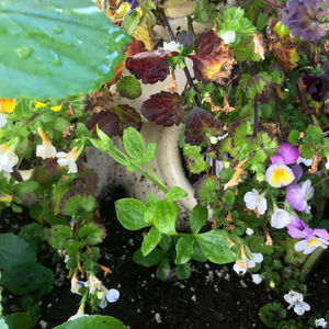 ; Isago Clematis, o clematita pe care o credeam pierduta, asta da surpriza :)))
