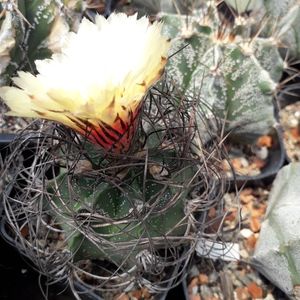 Astrophytum