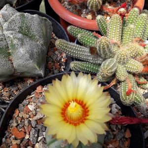 Astrophytum asterias