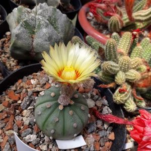 Astrophytum asterias