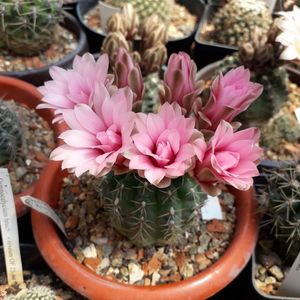 Gymnocalycium quehlianum v. Roseiflorus