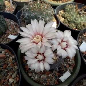 Gymnocalycium