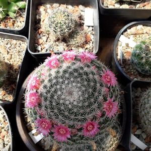 Mammillaria