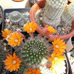 Rebutia flavistila flori portocalii