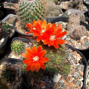 Rebutia  flori rosii